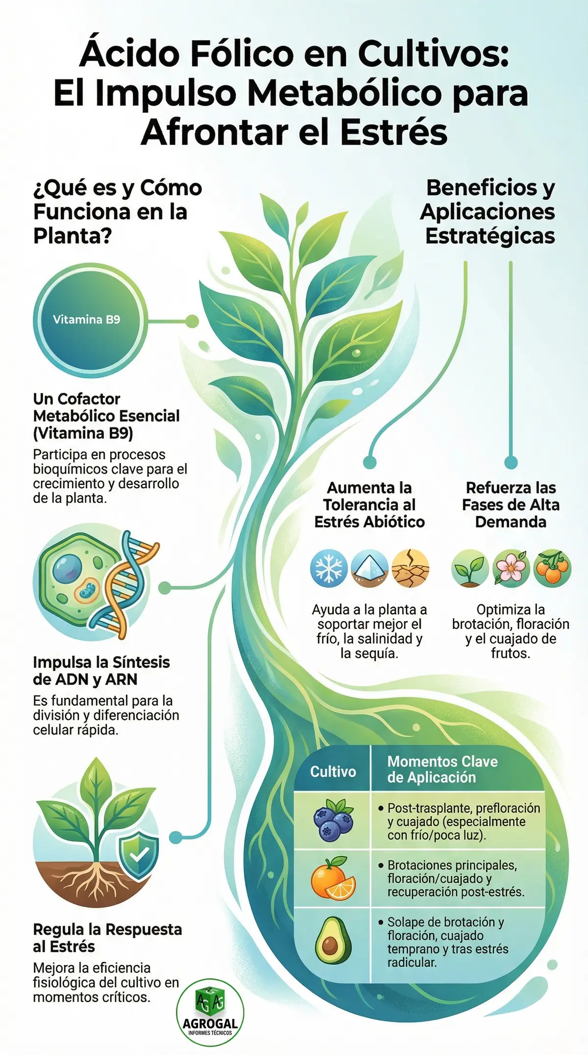 Infografía del ácido fólico en cultivos, con su papel en la planta, sus beneficios y los momentos clave en berries, cítricos y aguacate