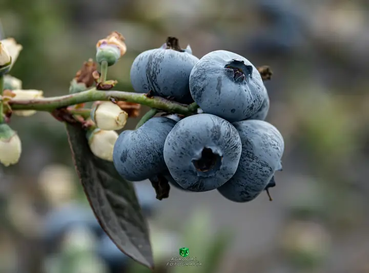 Arándanos