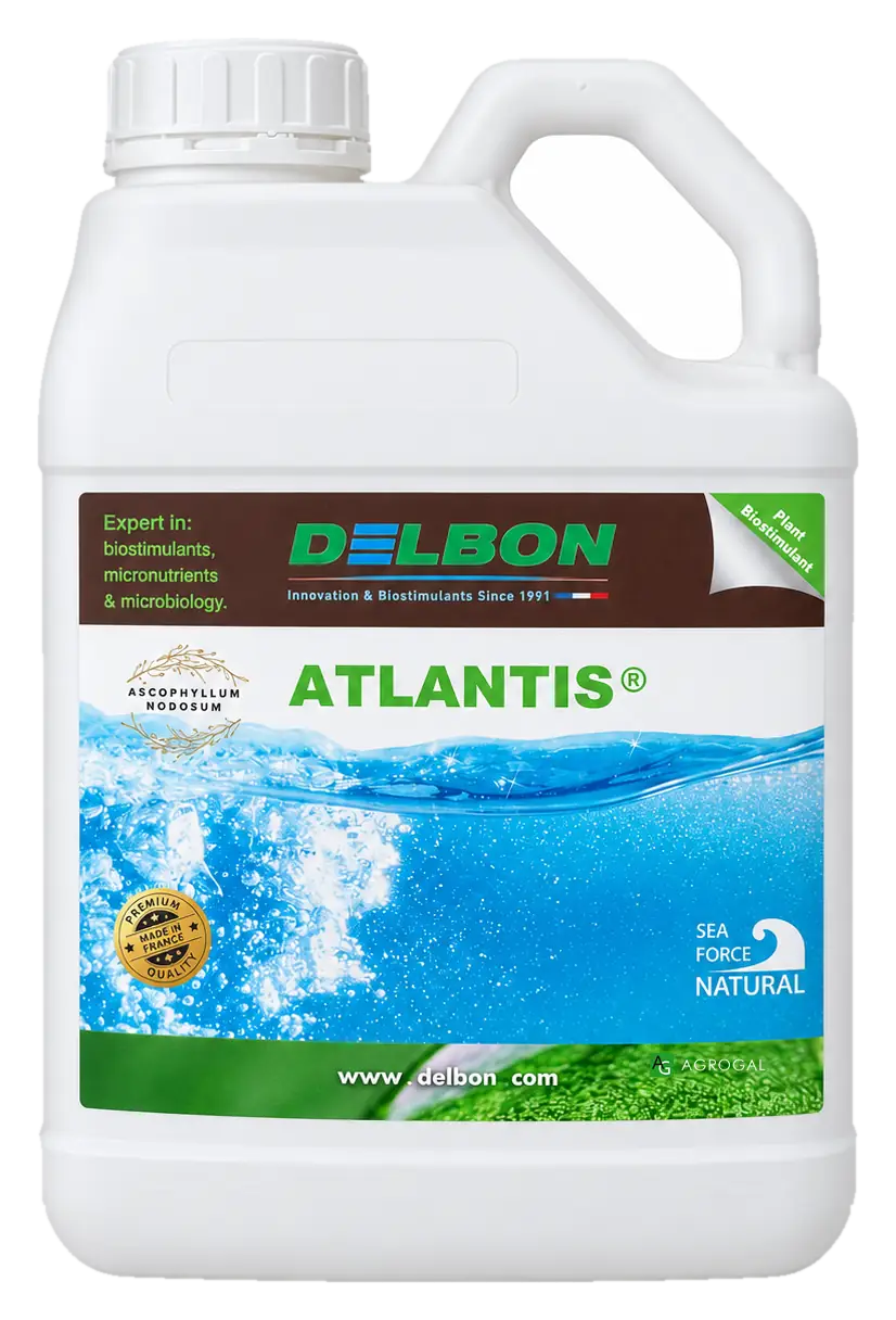 Envase de Atlantis