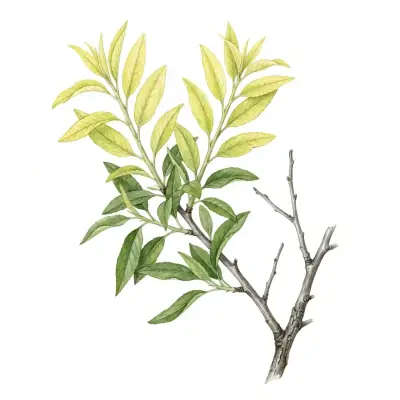 Almendro con carencia de azufre: hojas jóvenes de color verde pálido o amarillo uniforme.