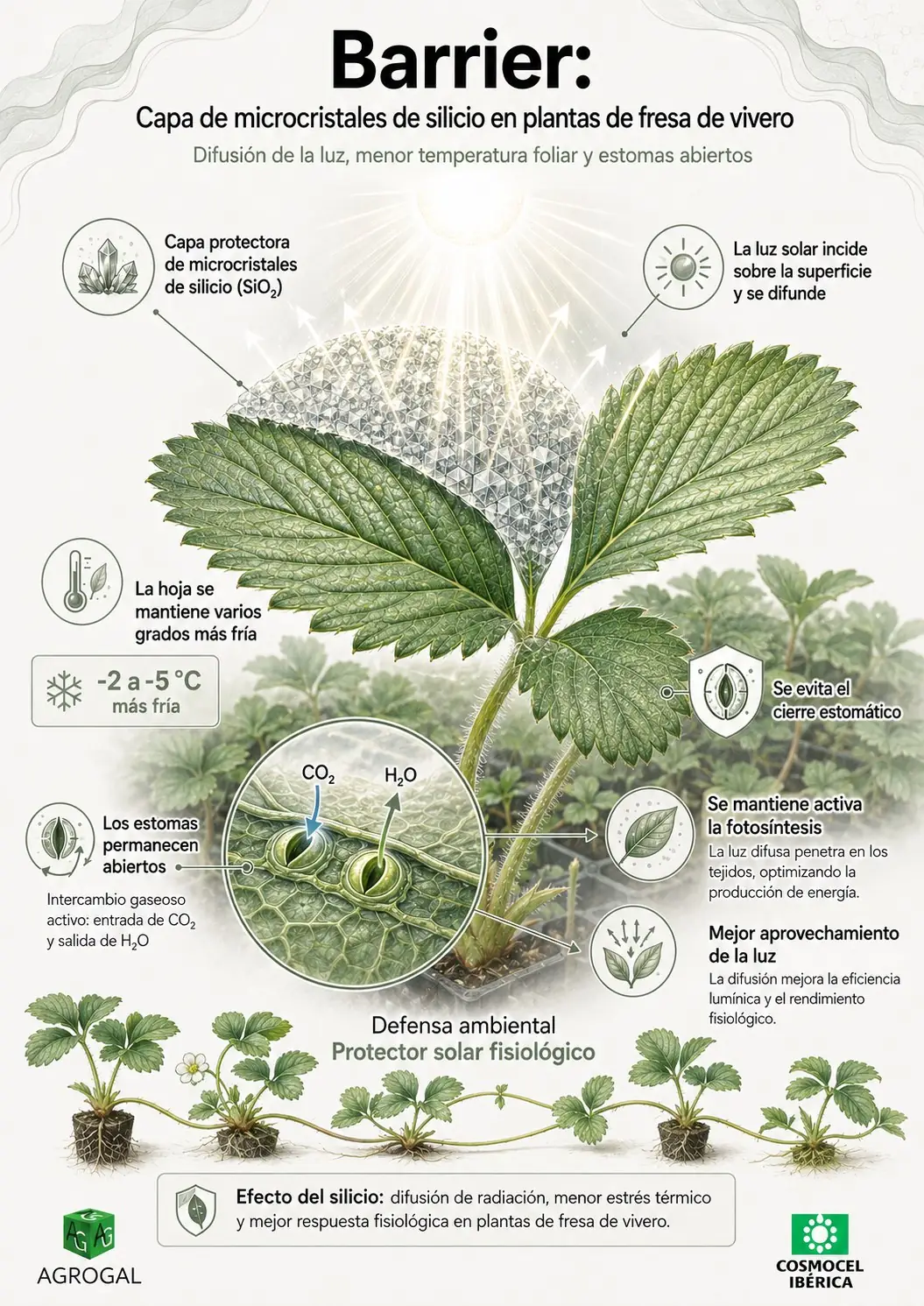 Infografía de la capa de silicio de Barrier en una planta de fresa de vivero, que difunde la luz y mantiene los estomas abiertos
