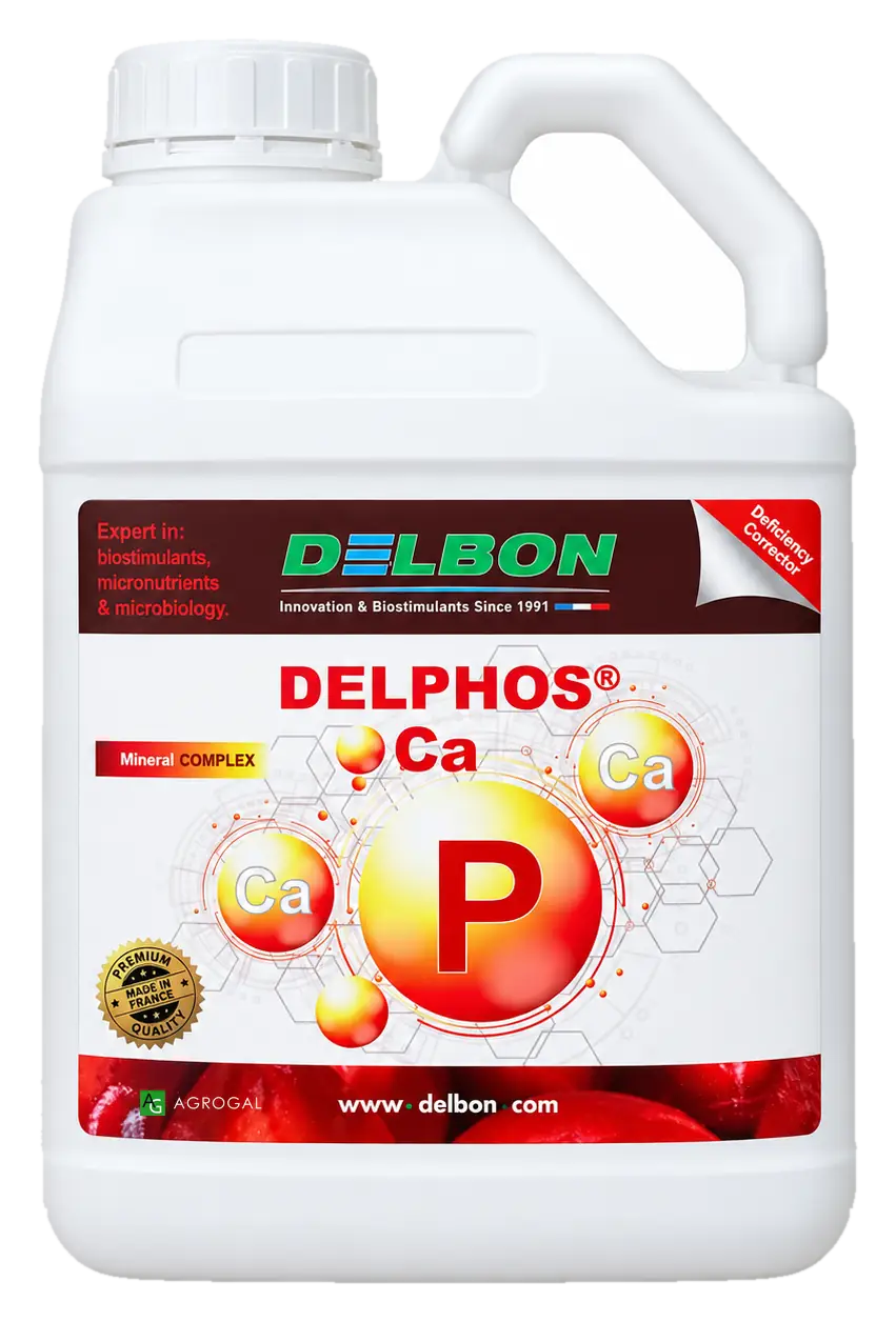 Envase de Delphos Ca