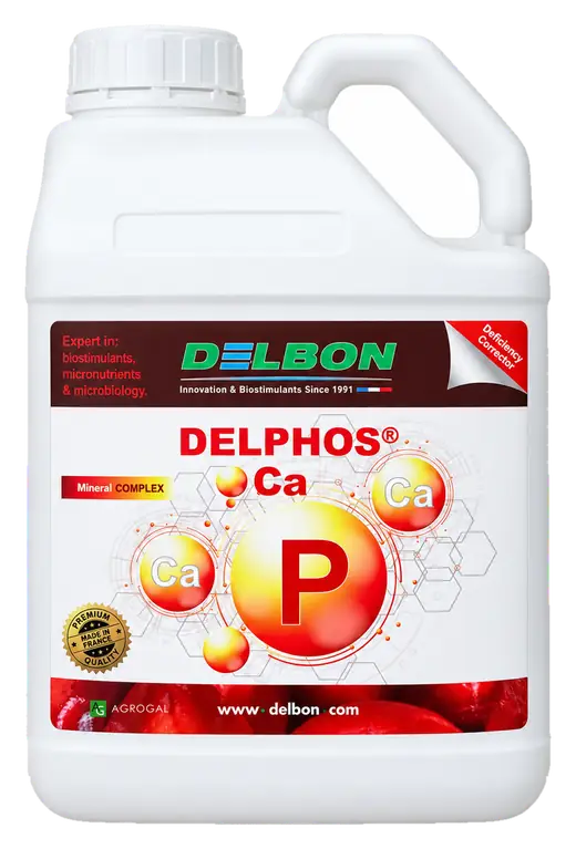 Envase de Delphos Ca