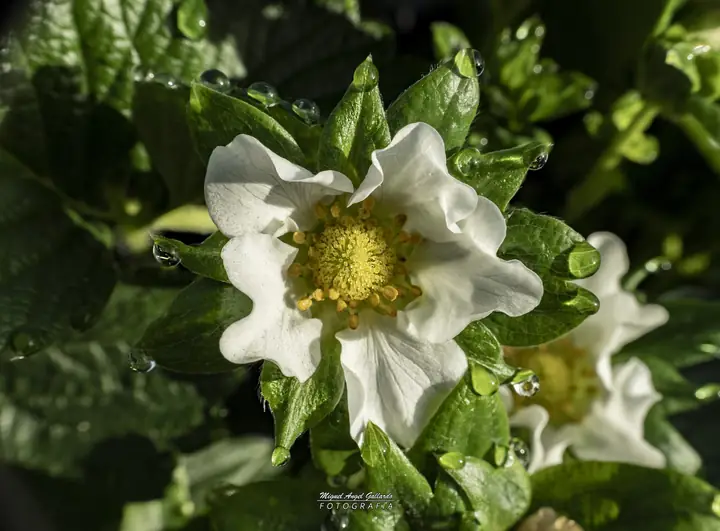 Flor abierta