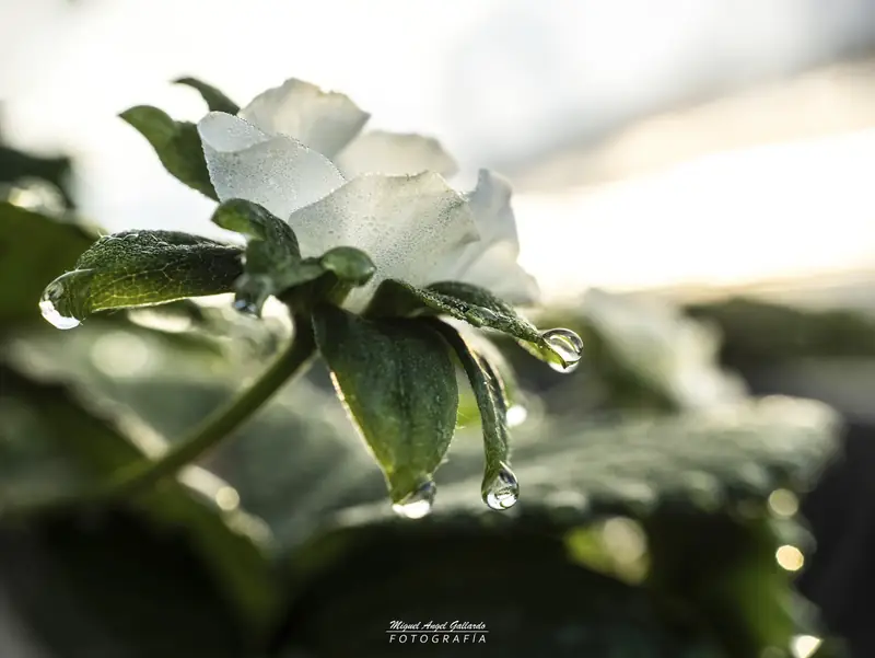Flor de fresa al amanecer