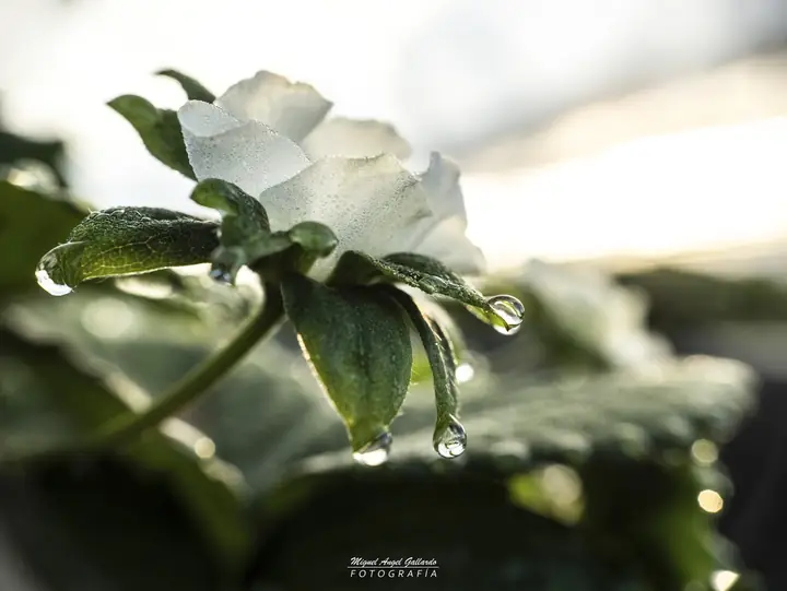 Flor de amanecer