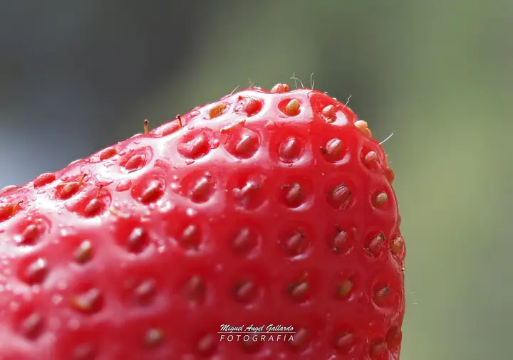 Fresa en macro