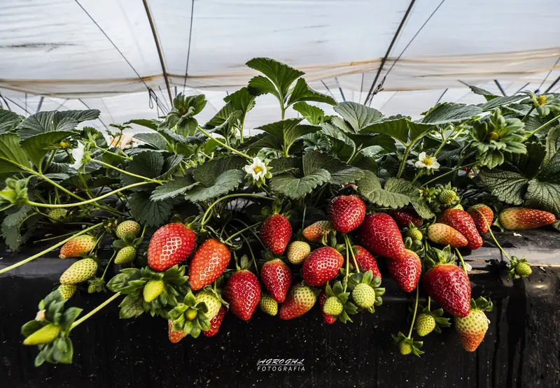 Fresas maduras en el lomo