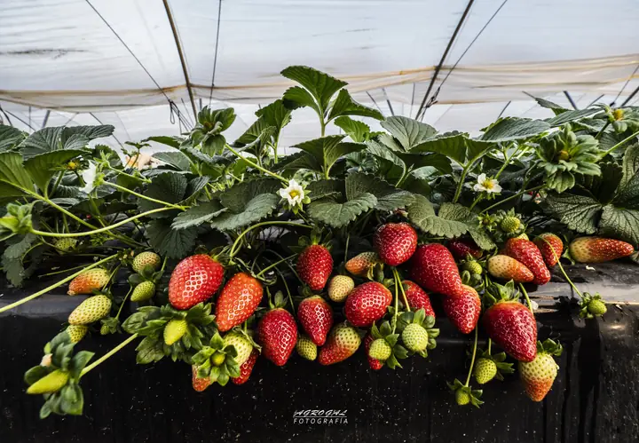 Fresas abundantes