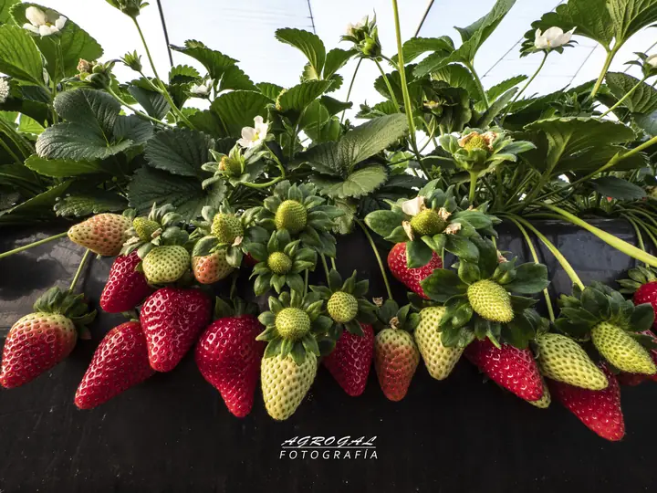 Fresas agrupadas