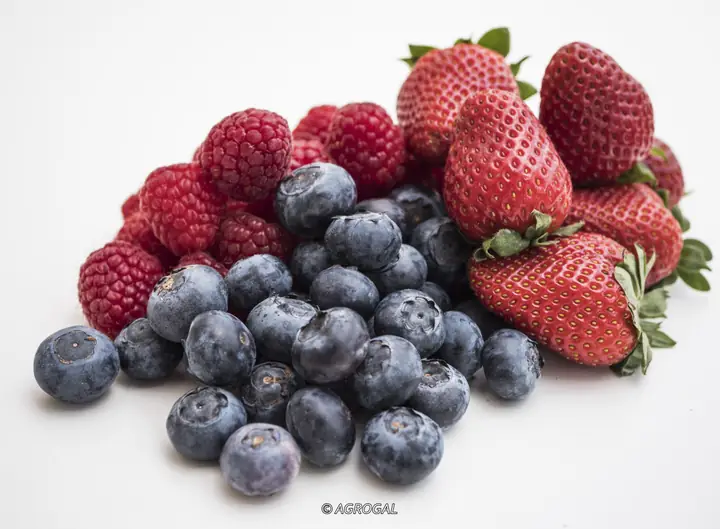 Fresas, arándanos y frambuesas
