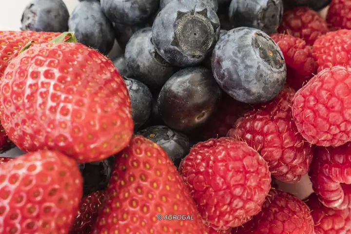 Fresas, arándanos y frambuesas