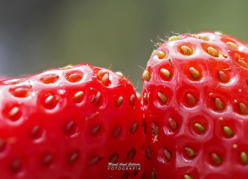 Dos fresas maduras vistas de muy cerca, con la piel roja y brillante y los aquenios marcados.