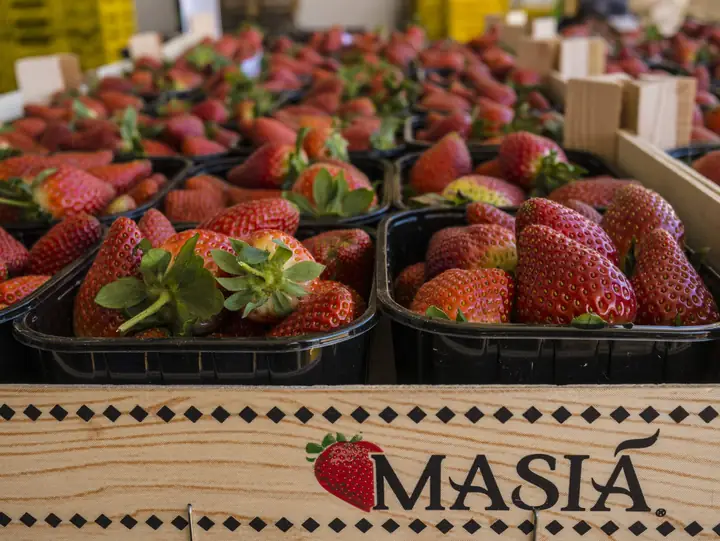 Fresas Masiá