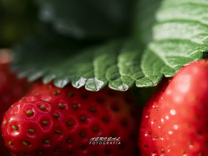 Fresas y hojas