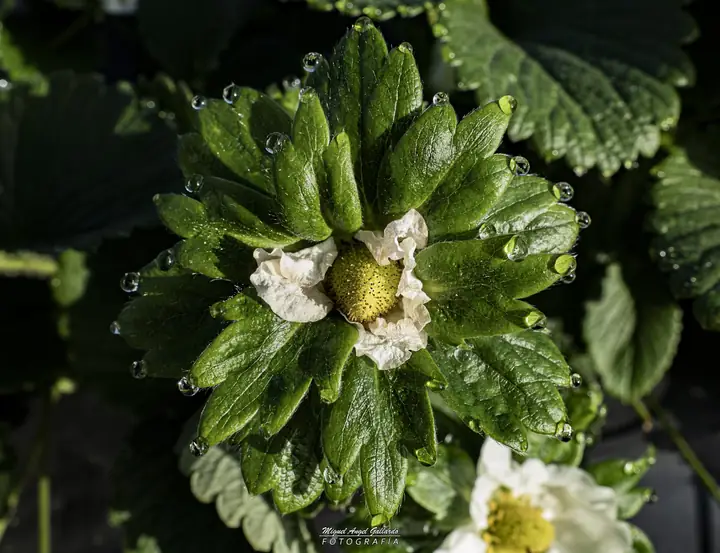 Fruta cuajada