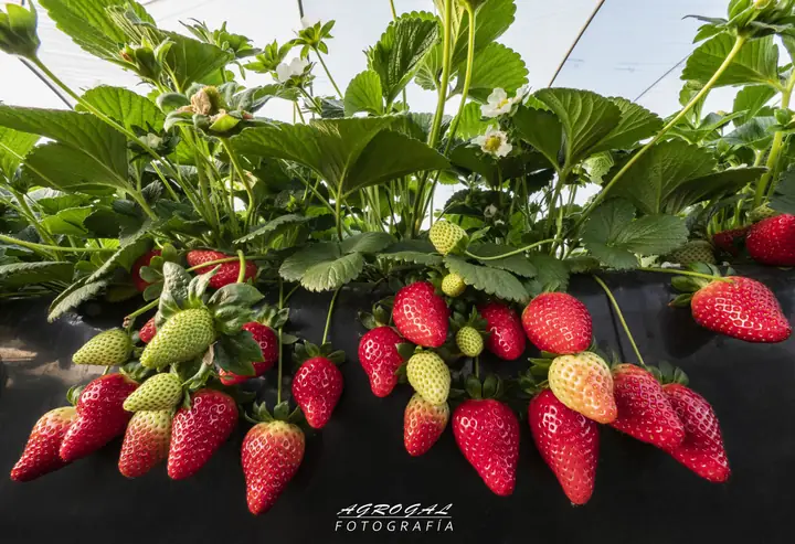 Grupo de fresas
