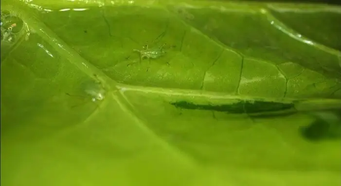 Después: la misma hoja con Hexagal; el caldo forma una película que moja la hoja y la colonia entera.