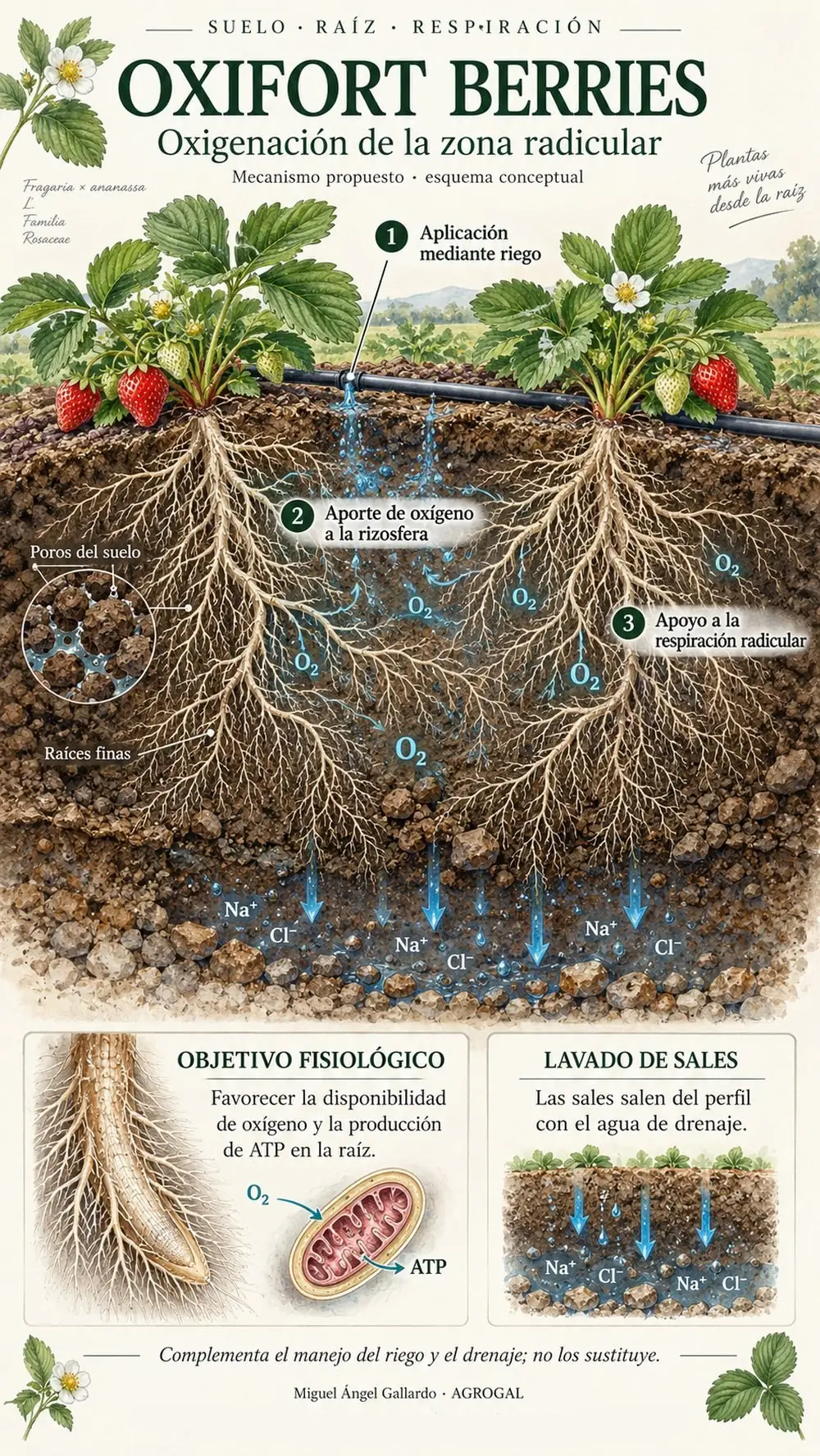 Ilustración de Oxifort Berries: dos plantas de fresa en el lomo, el gotero aplica el producto, las burbujas de oxígeno rodean las raíces y las sales descienden con el agua de drenaje