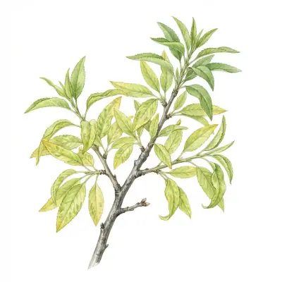 Almendro con carencia de molibdeno: hojas amarillentas con los bordes secos.