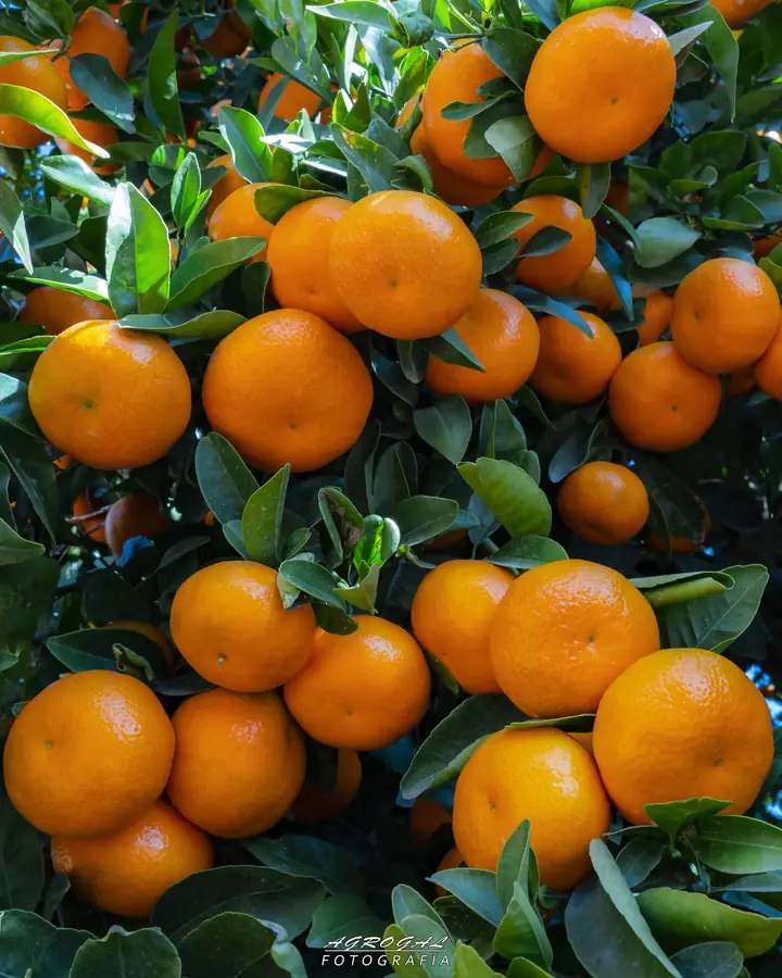 Naranjas en el árbol