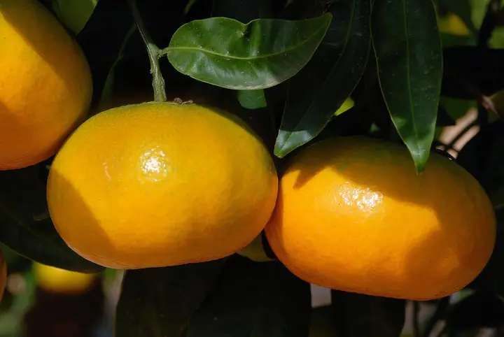 Naranjas Masiá