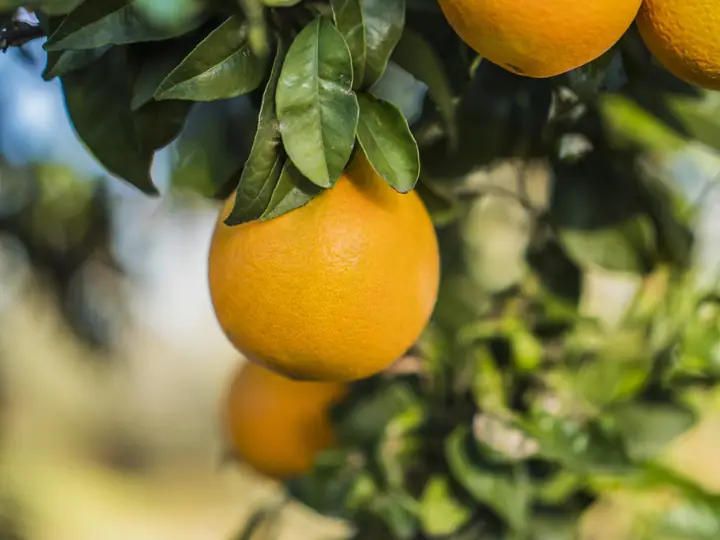 Naranjas