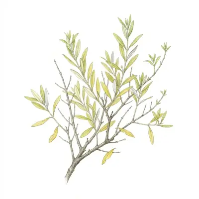 Olivo con carencia de nitrógeno: hojas viejas de color verde pálido a amarillo, de forma uniforme.
