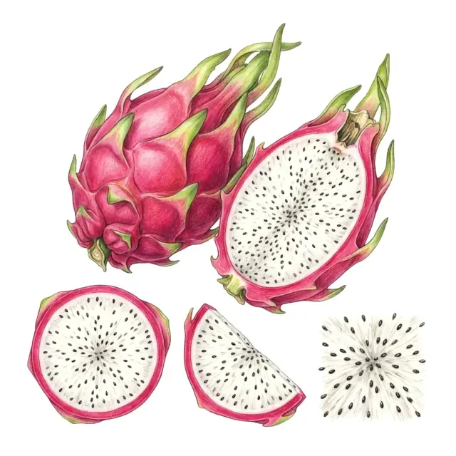 Pitahaya: lámina del fruto