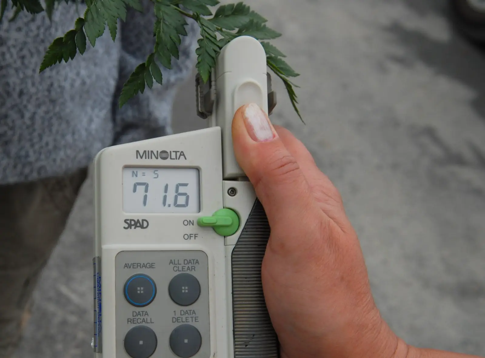 Medidor SPAD sobre un helecho tratado con Disper One: marca 71,6.